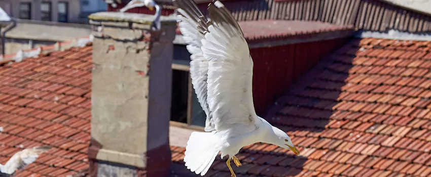 Residential Chimney Animal Removal Solution in Burbank, IL